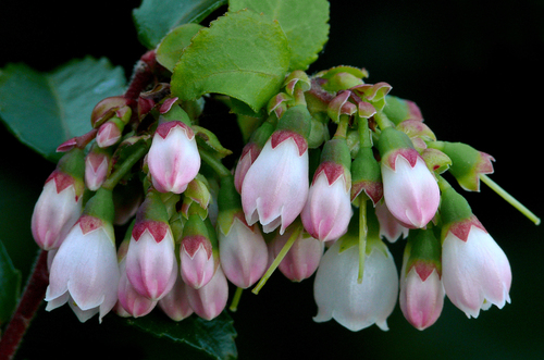 Evergreen Huckleberry