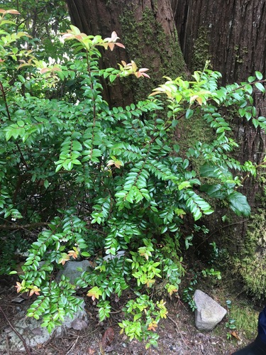 Evergreen Huckleberry