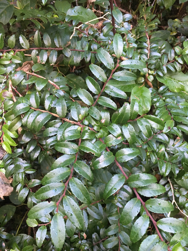 Evergreen Huckleberry