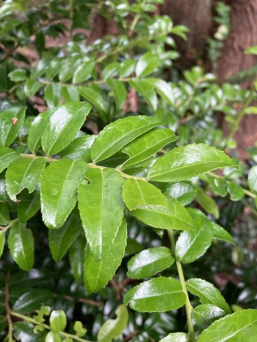 Evergreen Huckleberry