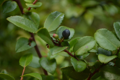 Evergreen Huckleberry