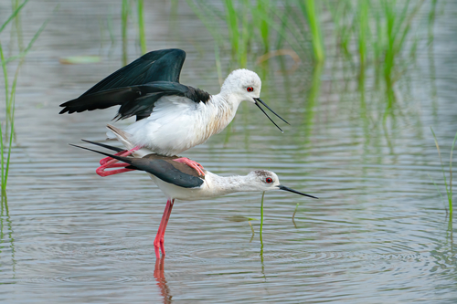 Black-winged Stilt