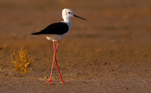 Black-winged Stilt