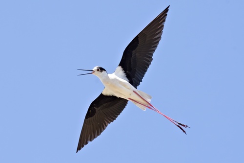 Black-winged Stilt