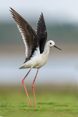 Black-winged Stilt