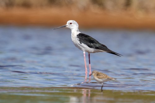 Black-winged Stilt