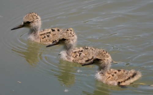 Black-winged Stilt