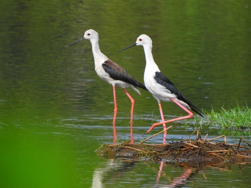 Black-winged Stilt