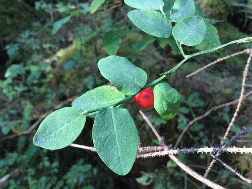 Red Huckleberry