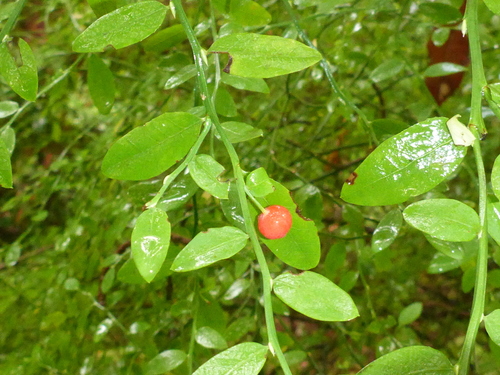 Red Huckleberry