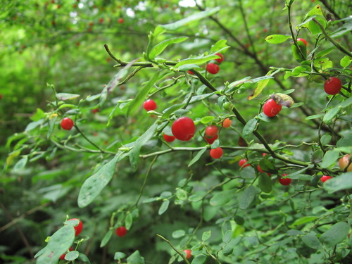 Red Huckleberry