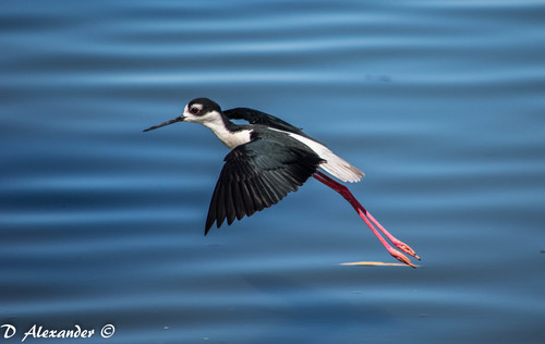 Black-necked Stilt