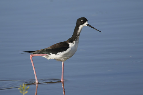Black-necked Stilt