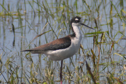 Black-necked Stilt