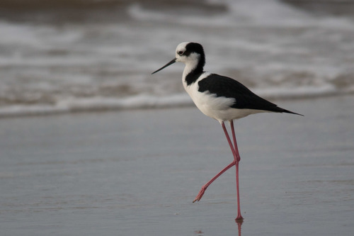 Black-necked Stilt