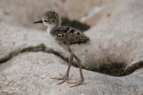 Black-necked Stilt