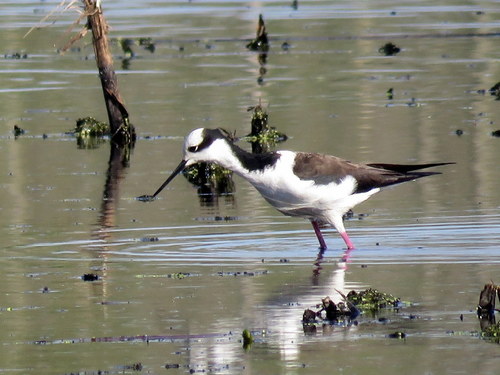 Black-necked Stilt