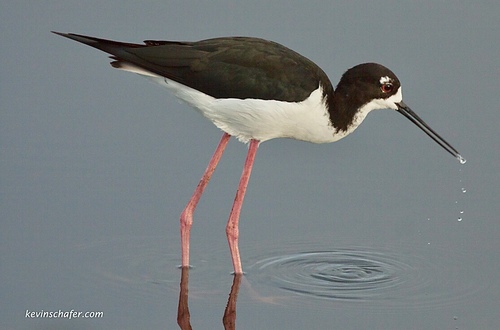 Black-necked Stilt