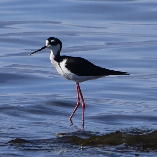 Black-necked Stilt