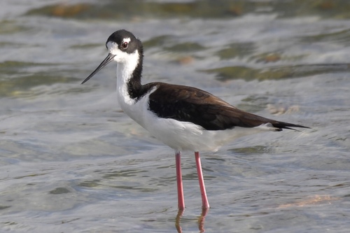 Black-necked Stilt