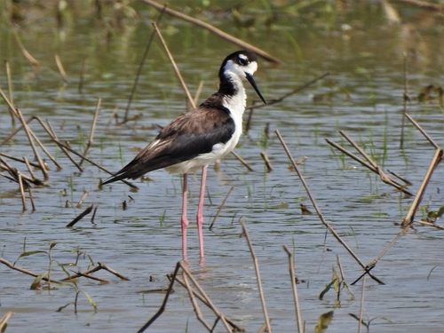 Black-necked Stilt