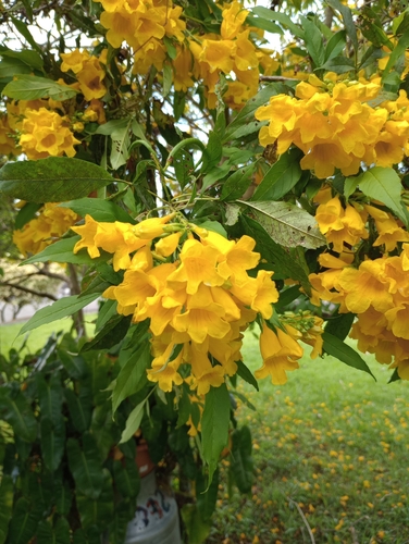 yellow trumpet flower