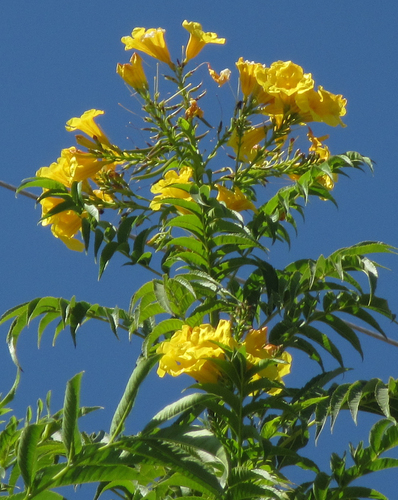 yellow trumpet flower
