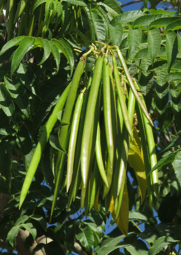 yellow trumpet flower