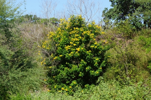 yellow trumpet flower
