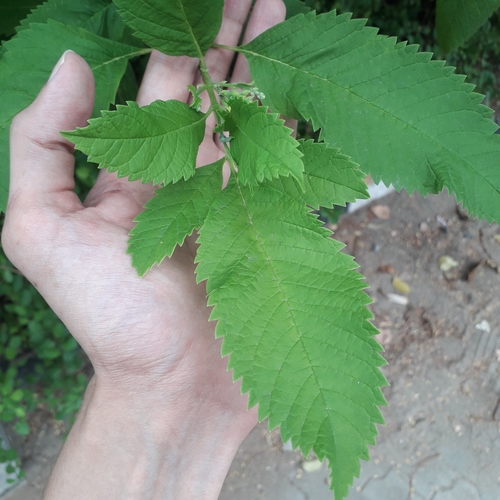 yellow trumpet flower