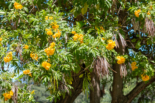 yellow trumpet flower