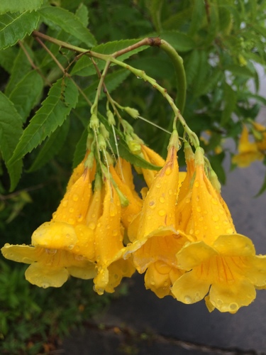 yellow trumpet flower