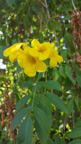 yellow trumpet flower