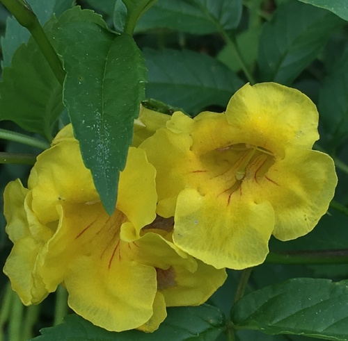 yellow trumpet flower