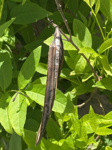 yellow trumpet flower