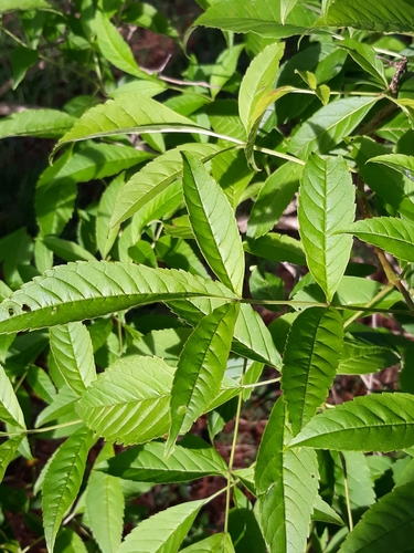 yellow trumpet flower