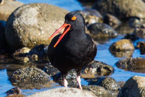 Black Oystercatcher