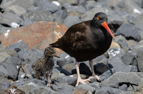 Black Oystercatcher