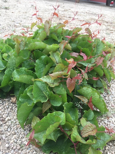 Coral Vine