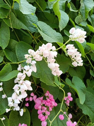 Coral Vine