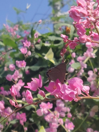 Coral Vine