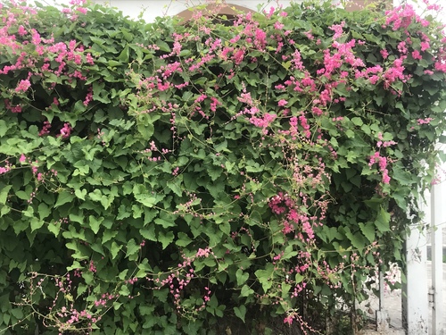 Coral Vine