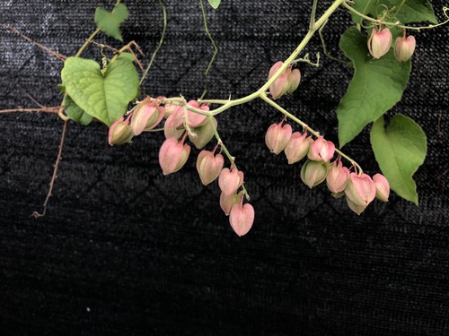 Coral Vine
