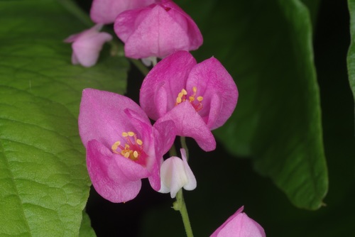 Coral Vine