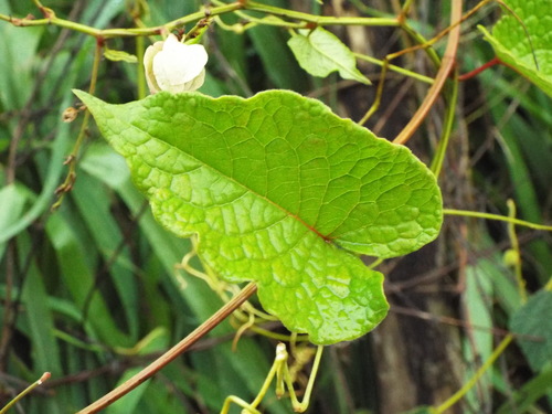 Coral Vine