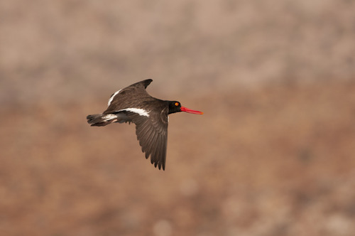 American Oystercatcher