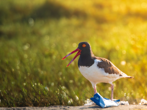 American Oystercatcher