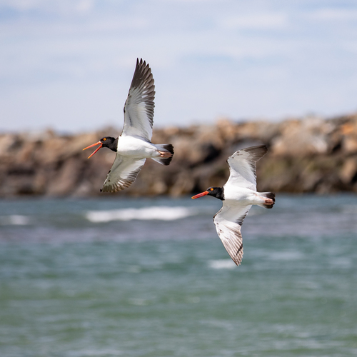 American Oystercatcher