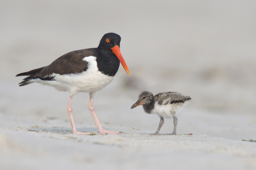 American Oystercatcher