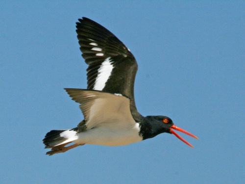 American Oystercatcher